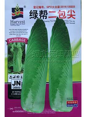 尖白菜种子秋季播大白菜种籽