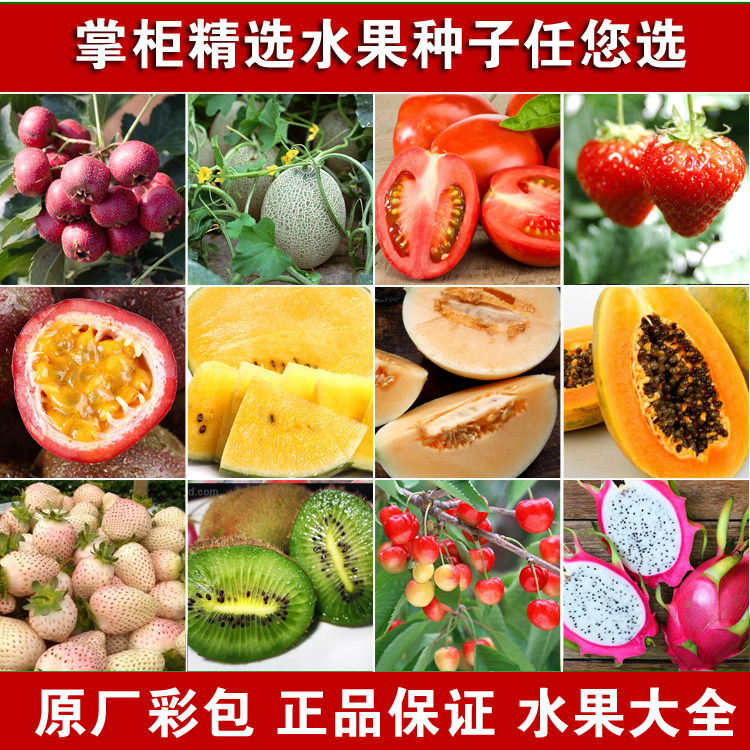 水果套餐种子草莓甜瓜番茄火龙果西瓜春四季种籽哈蜜瓜香瓜种籽孑
