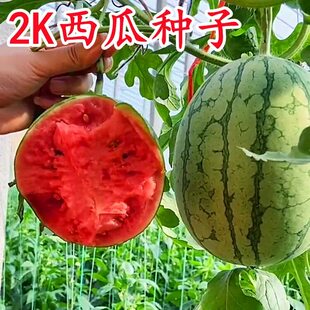 2K西瓜种子礼品小西瓜小糖丸皮薄冰淇淋超甜吊瓜水果全美种籽子籽