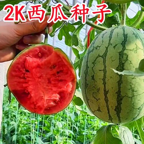 2K西瓜种子皮薄超甜冰淇淋西瓜