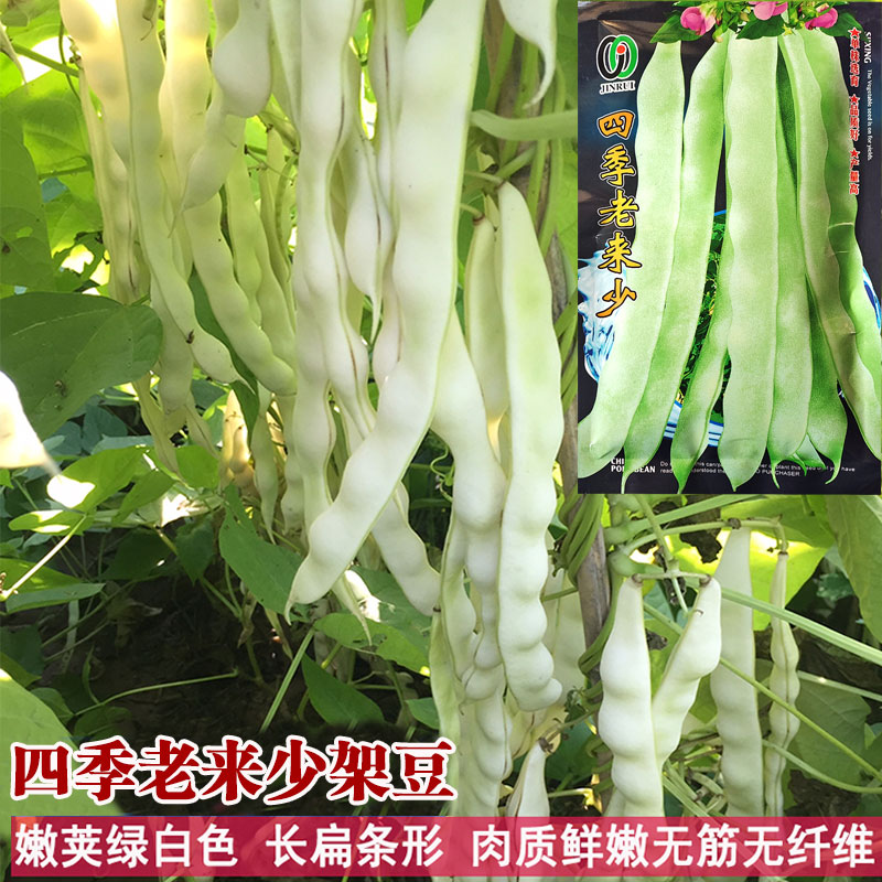 九粒白芸豆种子种籽孑苗秧豆角架豆扁豆四季豆蔬菜早秧苗白不老
