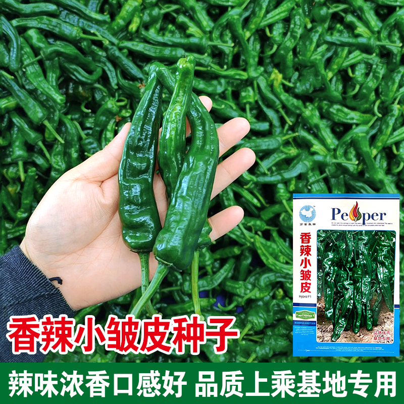 蔬菜籽高产早熟抗病强辣椒种子