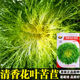 苦苣种子苦菊种子苦苣碎叶俗称牛奶菜盆栽蔬菜种子沙拉黄心细叶