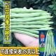 红花四季 播蔬菜种子 豆种子高产无筋豆角种子架豆芸豆种子农家四季