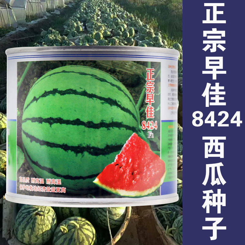 8424麒麟西瓜种子甜王西瓜种籽特大高产懒汉无籽巨型四季春季种孑