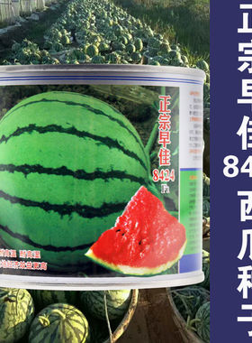8424麒麟西瓜种子甜王西瓜种籽特大高产懒汉无籽巨型四季春季种孑