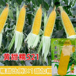春播早熟金牛星黄甜糯521黄糯玉米种子东北粘苞米籽甜糯黄粘玉米
