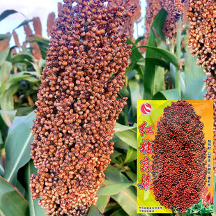 红粘高粱种籽矮杆吨梁高粱种子酿酒老品种大田高产春季秋季