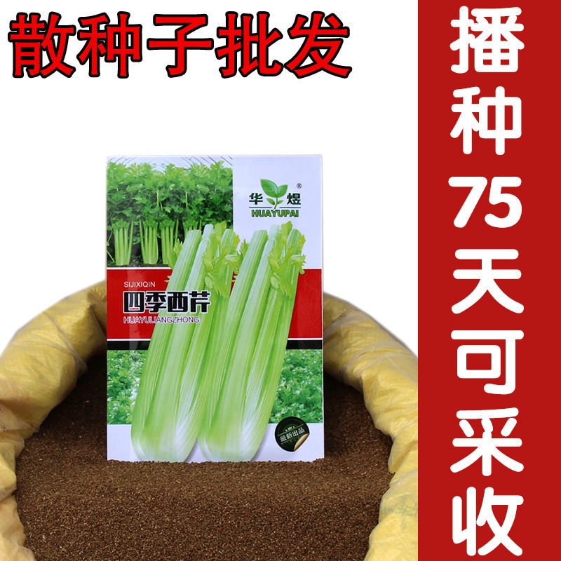 芹菜四季阳台芹菜种子