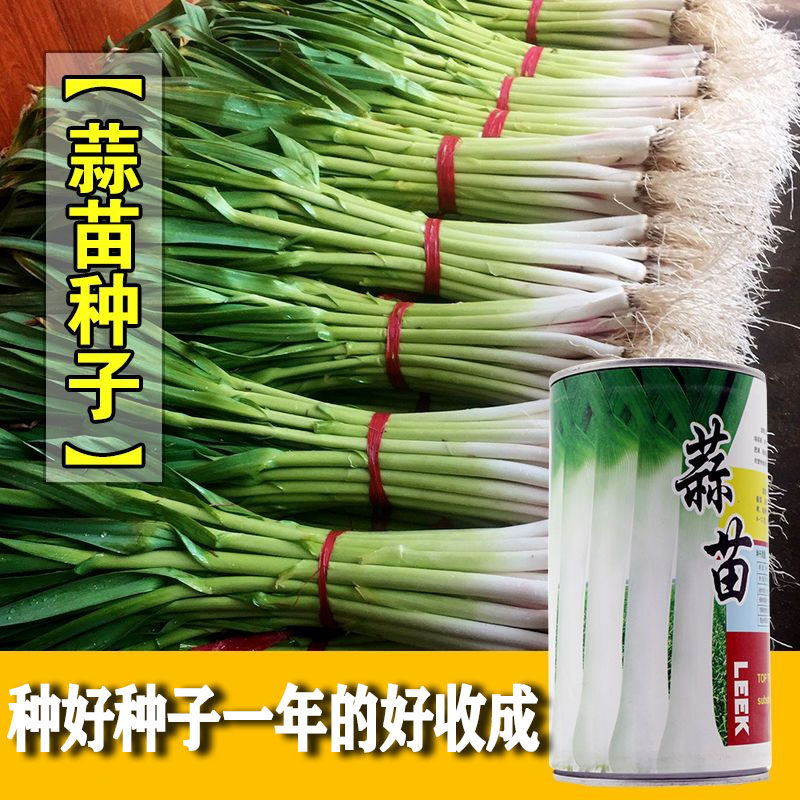 蒜苗韭葱种子 青蒜洋蒜苗洋大蒜 抗病四季高产蔬菜菜蒜大田基地