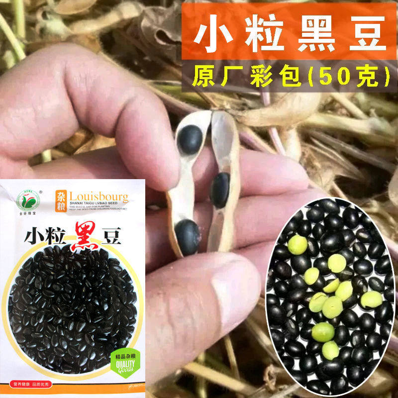 小粒黑豆种子 五谷杂粮当年新黑豆种籽农家自种 食用豆腐浆芽饲料