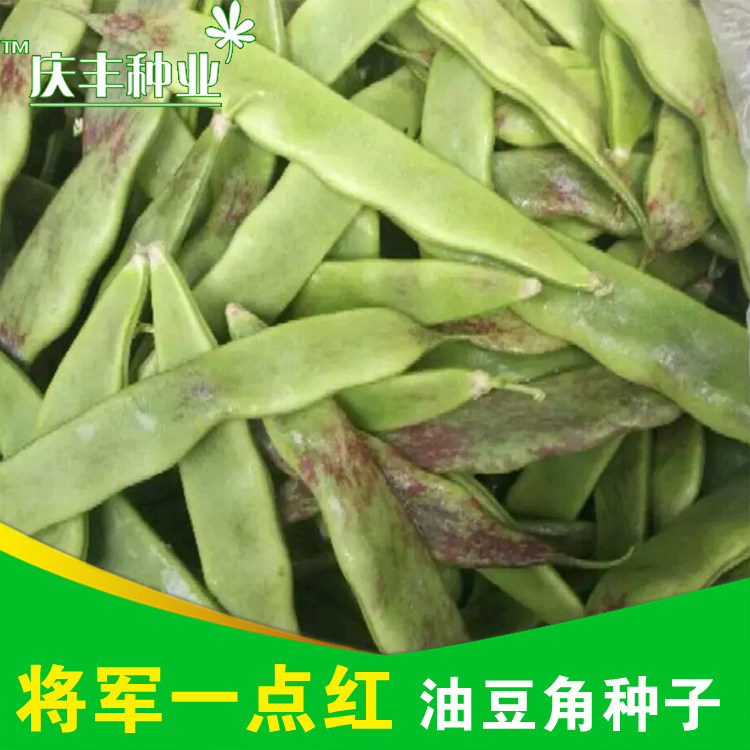 将军一点红油豆角种子 油豆角新鲜开锅烂面豆角 老农家美食无筋豆