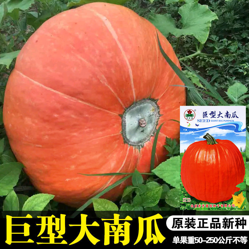 巨型南瓜种子特大南瓜种籽专用产籽太空南瓜种子春季瓜果蔬菜种孑