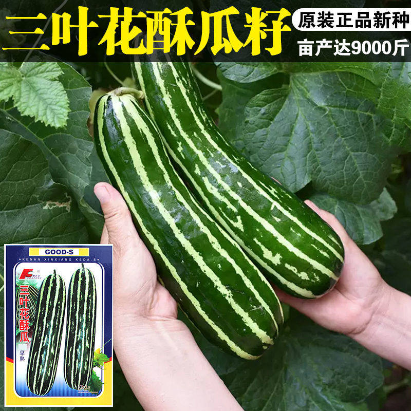 三叶花酥瓜种子花皮酥菜瓜种籽黑皮酥瓜花皮菜瓜四季播蔬菜种子孑 河北庆沣种业 只做好种子