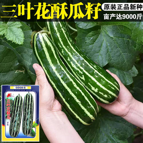 酥瓜种子花皮菜瓜种籽黑皮四季播