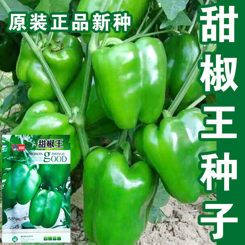 甜椒王种子彩色甜椒灯笼椒青椒柿子椒种籽高产抗病大田基地种孑