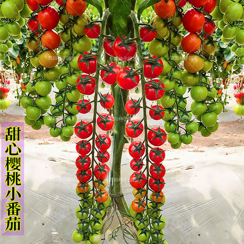 甜心圣女果寿光四季矮生番茄种子