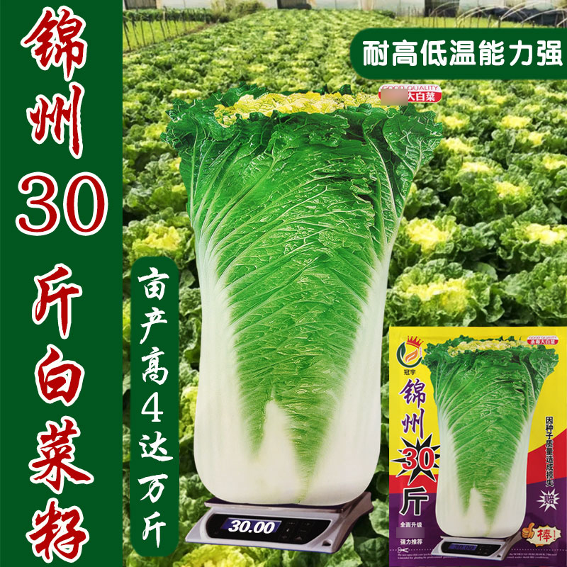 蔬菜锦州30斤抗病棵棵秋冬大白菜