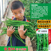 长龙56线椒种子特长线椒辣椒种籽早熟抗病高产采收期长尖椒青椒