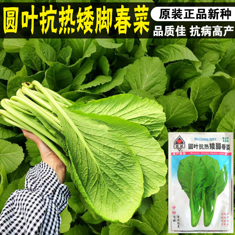 春菜种子农家菜园春芥菜种子菜籽蔬菜种子白梗四季甜春菜阳台盆栽