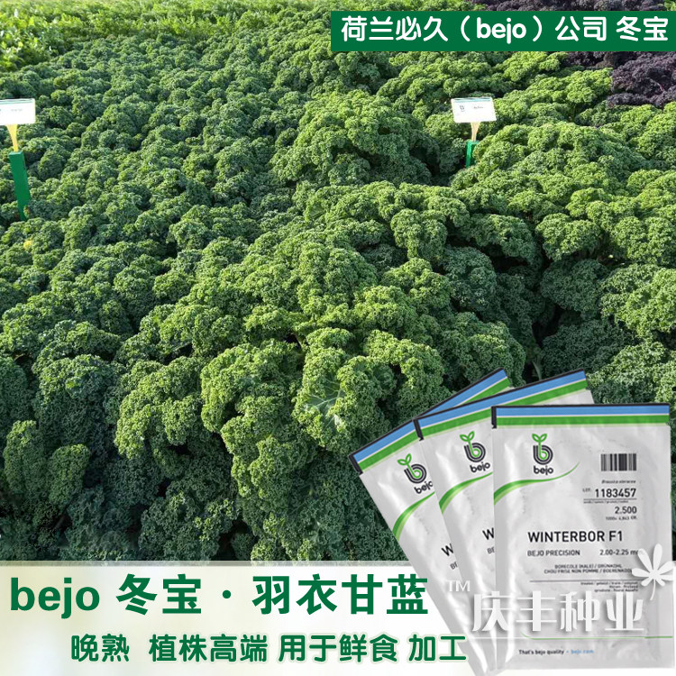 羽衣甘蓝种籽冬宝蔬菜种子荷兰羽衣甘兰抗病耐寒高端羽衣甘蓝种子