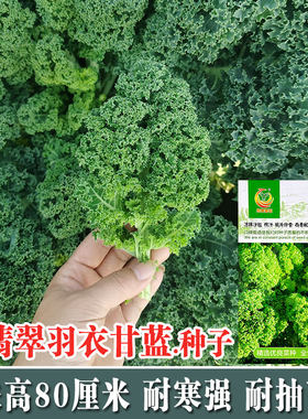 食用羽衣甘蓝种子种籽盆栽苗蔬菜四季孑菜苗冬天苗子秧苗秧幼苗