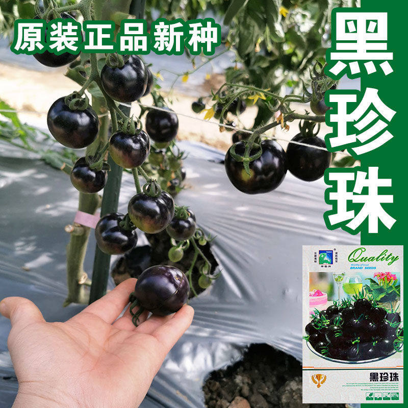 黑珍珠番茄种子黑番茄种籽圣女果小西红柿黑柿子蔬菜水果瓜超好吃