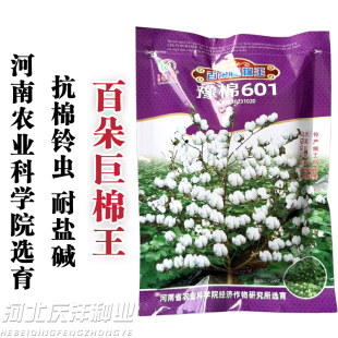 豫棉601百朵巨棉王棉花种子抗虫耐盐碱优质棉花种籽子
