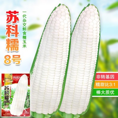 苏科糯8白甜糯玉米种子高产白糯玉米籽非转国审超甜加糯玉米种子