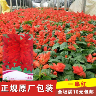 一串红种子 家庭阳台盆栽易种花卉 庭院绿化常用 矮串红 一串白籽
