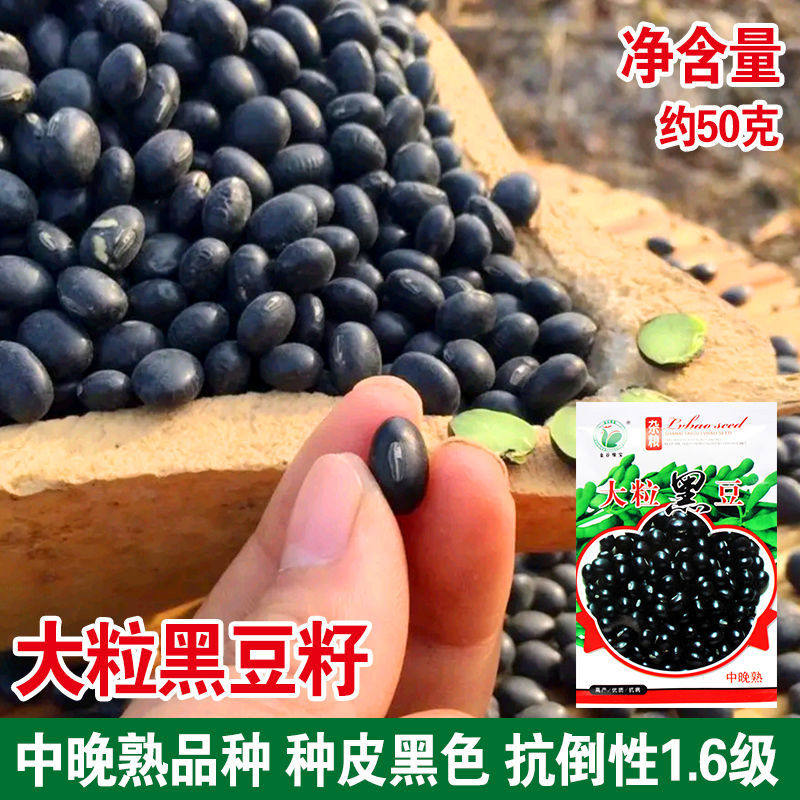大粒黑豆种子营养黑色黑青豆大粒黑豆种子高产营养春夏季播种