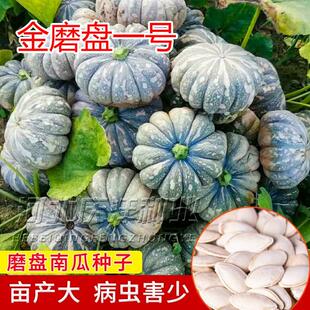 农家高产甜面磨盘大南瓜种子扁圆形蔬菜籽春季夏季春蔬菜瓜果种孑