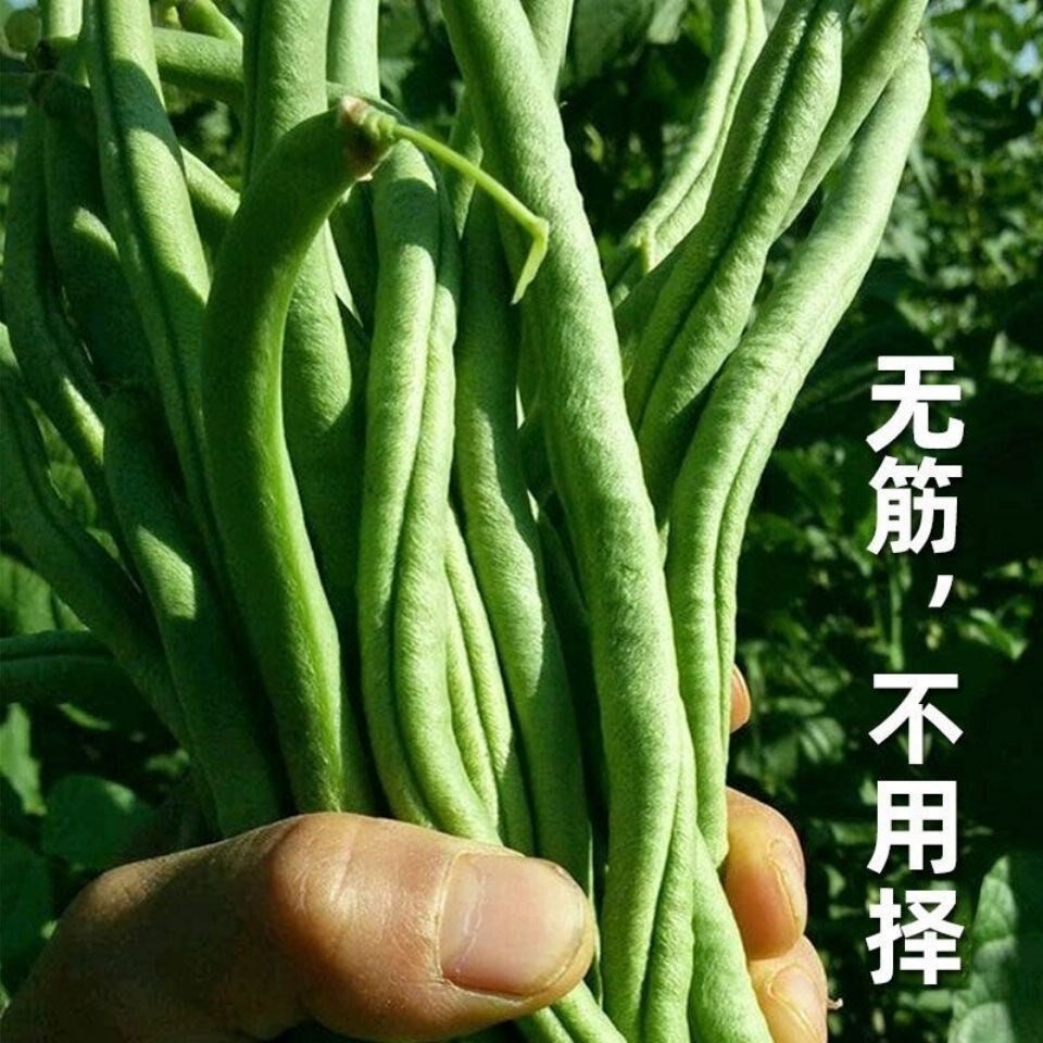 一尺莲无筋架豆王种子九粒白豆角籽四季豆芸豆扁豆籽蔬菜种孑春季