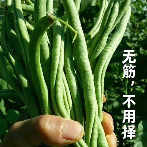 一尺莲无筋架豆王种子九粒白豆角籽四季豆芸豆扁豆籽蔬菜种孑春季