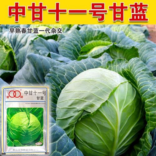 中甘十一甘蓝种籽早熟卷心菜包心包菜种子四季春秋季大田蔬菜种子