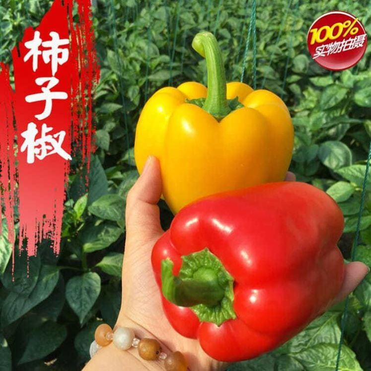 蔬菜红色阳台四季灯笼椒种子苗籽