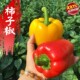 蔬菜种苗红色甜椒种子苗辣椒种籽阳台秧苗四季 菜椒灯笼椒孑子籽种