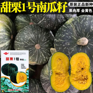 板栗味南瓜种籽香甜粉糯早熟绿皮春季菜种子甜栗大田四季蔬菜种孑