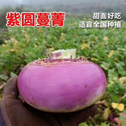 紫圆蔓菁种子菁芜菁甜面
