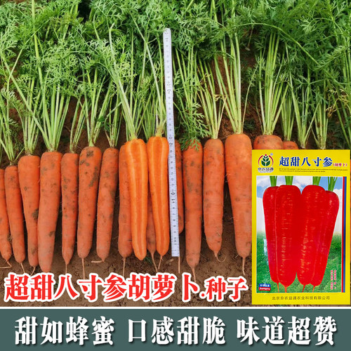三寸甜脆秋季胡萝卜种子