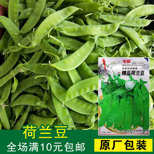 荷兰豆种子豆类青豆四季荷兰豆