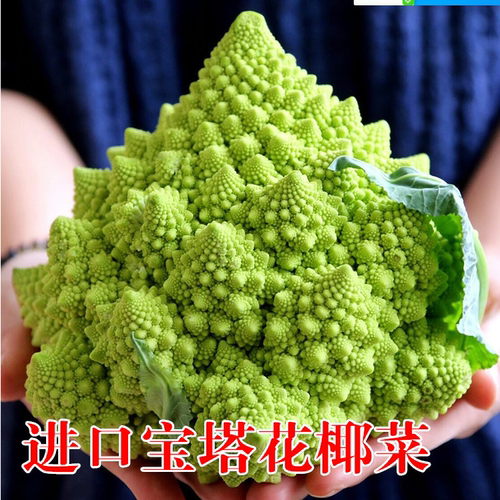 绿塔春夏秋季种植荷兰进口花椰菜
