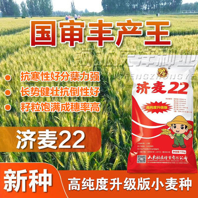 济麦22小麦种子高产抗倒大穗