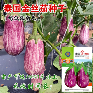 泰国金丝茄竹丝茄春季早茄子克米特茄子种子紫茄圆茄长茄线茄茄果