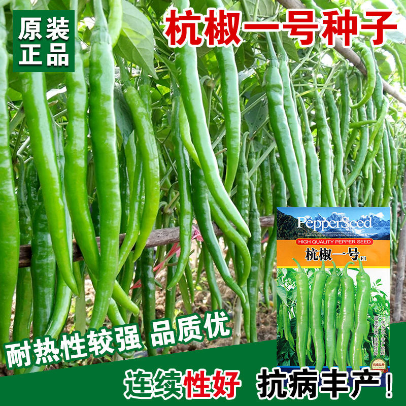奇新杭椒一号辣椒种子出品传统老