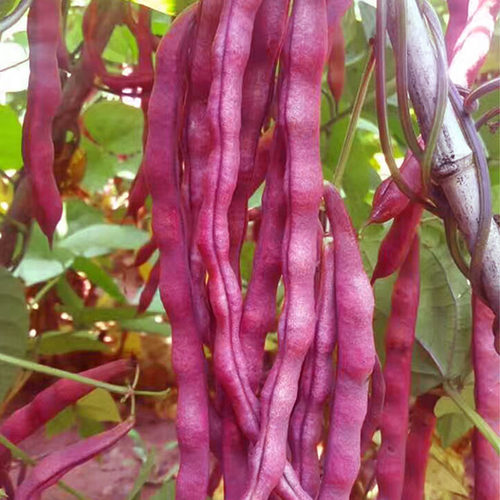 紫红架豆种子豆角芸豆大紫袍九粒