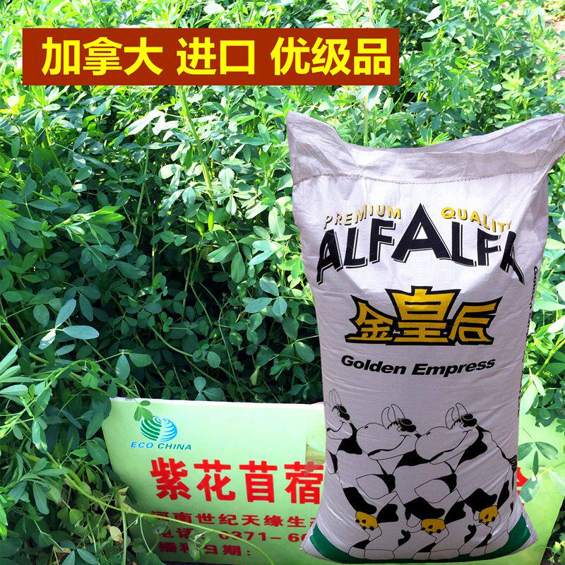 【金皇后】紫花苜蓿草种子 羊草籽 加拿大进口多年生牛羊兔牧草