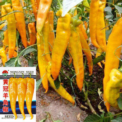 种子特大早熟薄皮黄冠彩色羊角椒