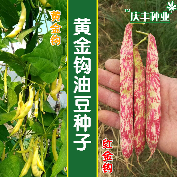早熟黄金钩春季豆角种子