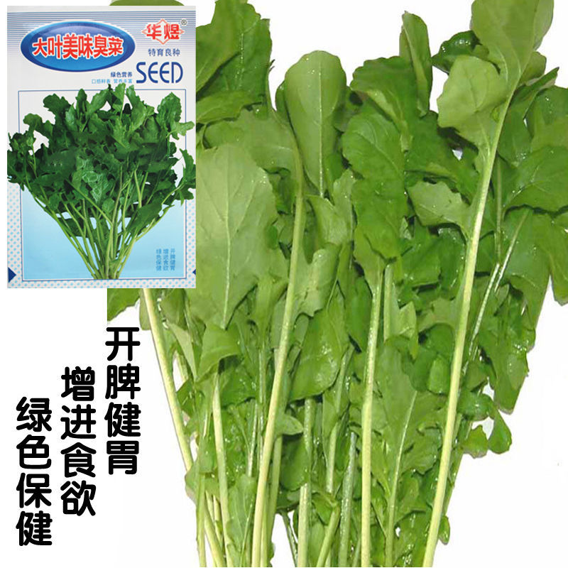 大叶美味臭菜种子 味香独特爽口 春秋阳台菜园盆栽蔬菜籽臭菜种子